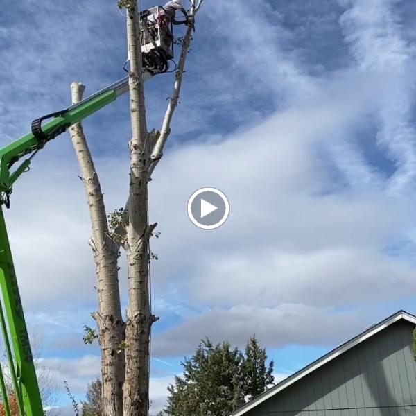 Prevish Home and Tree Services