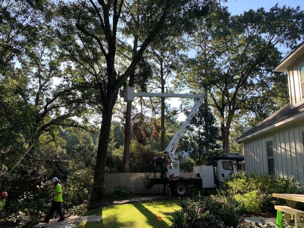 Chris Francis Tree Care