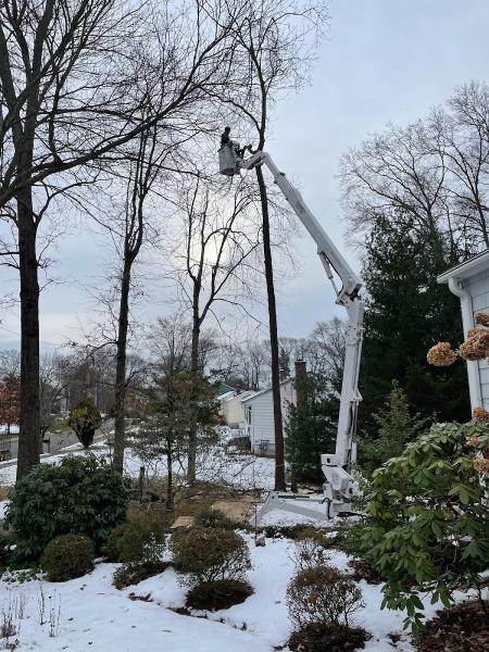 Bobby L Tree Service