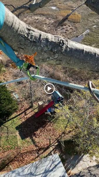 Bobby L Tree Service