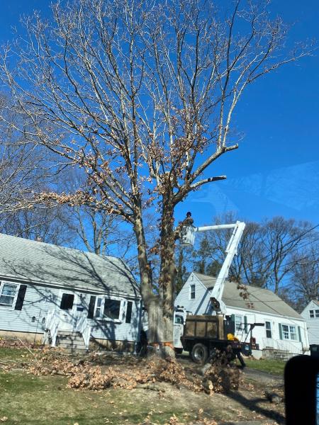 Bobby L Tree Service