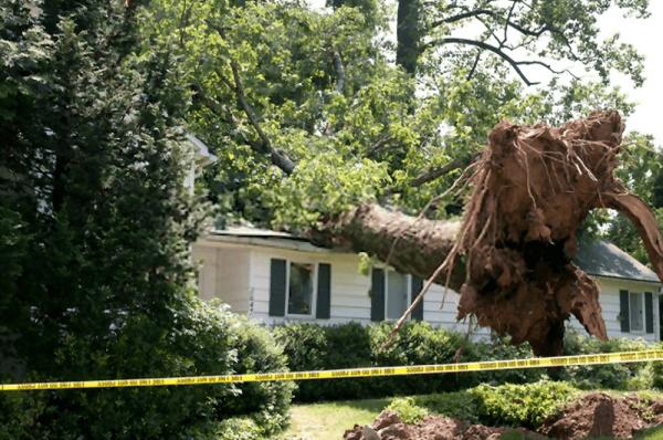 E-Z Does It Tree Service