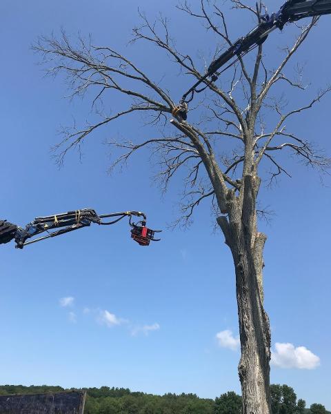 Allmark Tree & Crane Service