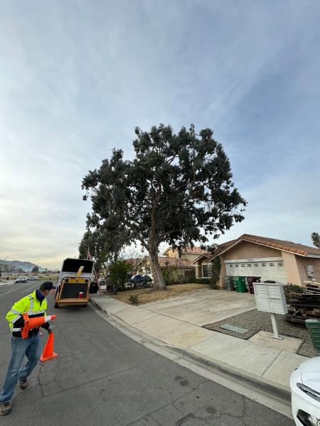 Green Vision Tree Service