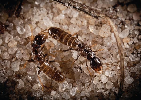 On-It Pest Solutions