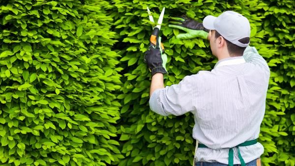 Larry's Tree Care
