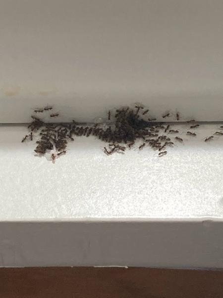 A To Z Pest Control