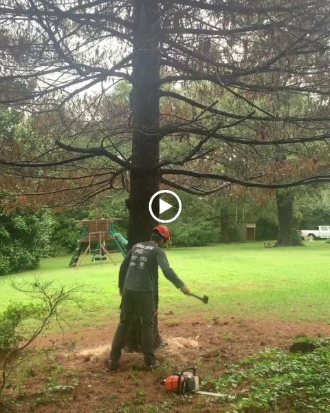 South Charlotte Tree Service