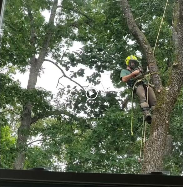 South Charlotte Tree Service