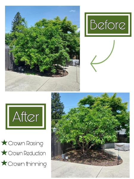 Green World Tree Service