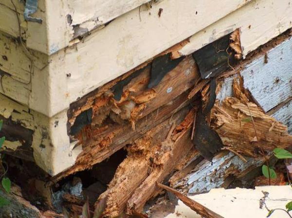 BPC Structural Pest Control