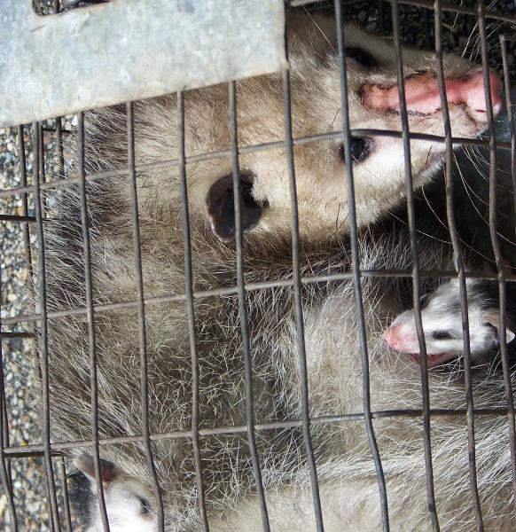 Pest Animal Removal Winston Salem