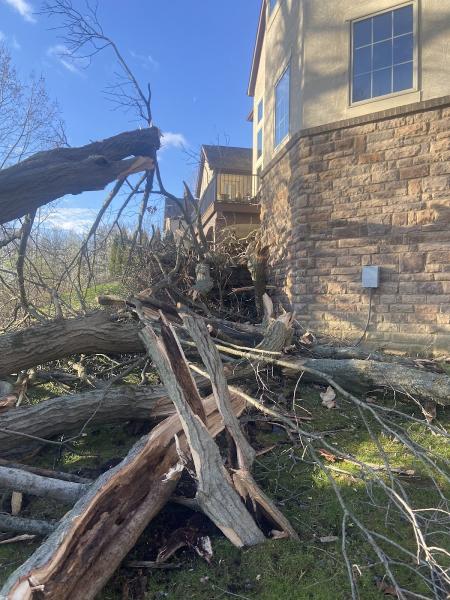 Columbus Tree Care