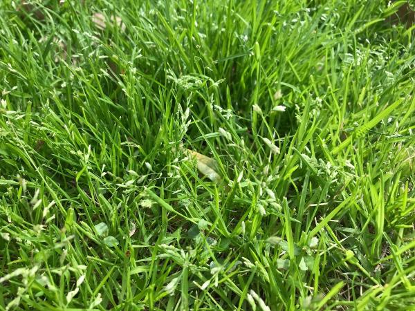 Cutting Edge Lawn Care