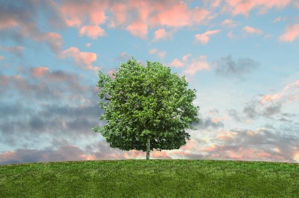 Bowling Green Tree