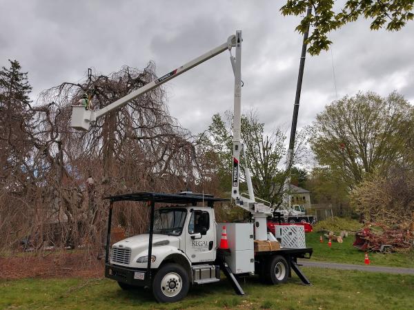 Regal Tree and Shrub Experts