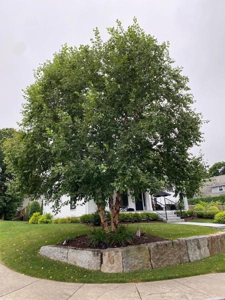 Regal Tree and Shrub Experts