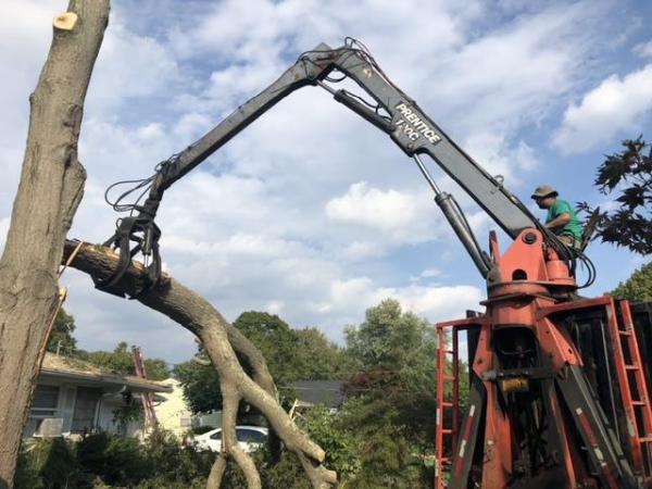 Tony's Tree Trimming
