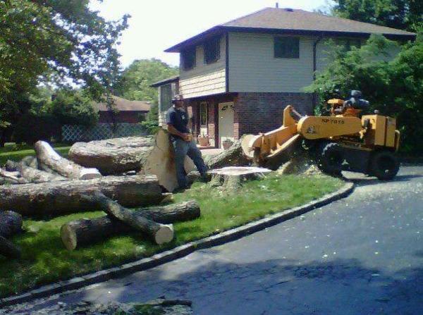 Tony's Tree Trimming