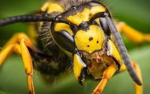 Bee Control