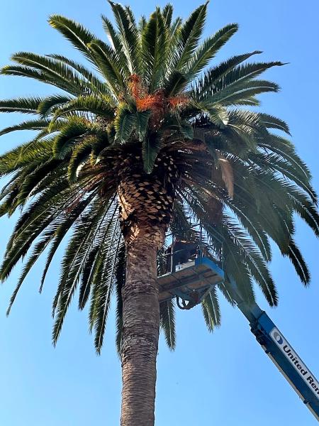 Branch's Hauling (Tree Removal