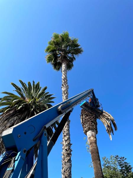 Branch's Hauling (Tree Removal