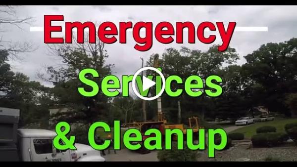 Sepe Tree Service
