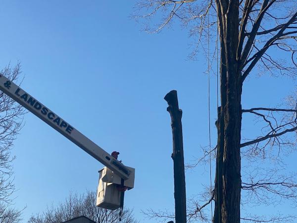 Sepe Tree Service