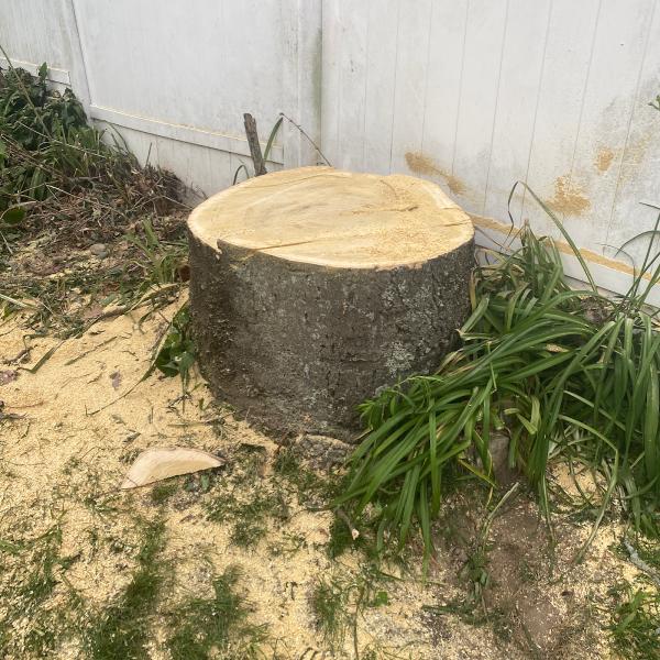 Sepe Tree Service