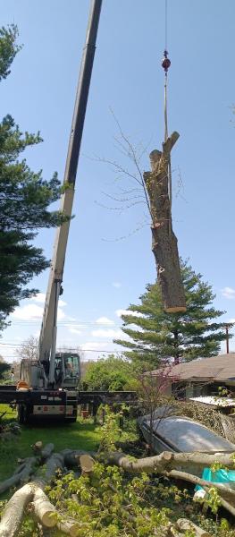 Double d'S Stump Grinding & Removal