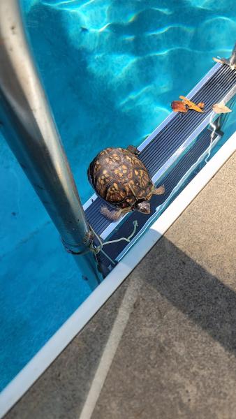 Cannonball Pool Services