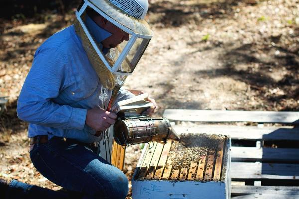 Bee Serious Bee Removal