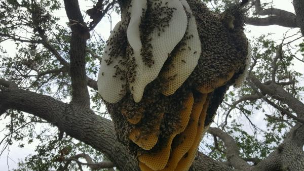 Bee Serious Bee Removal