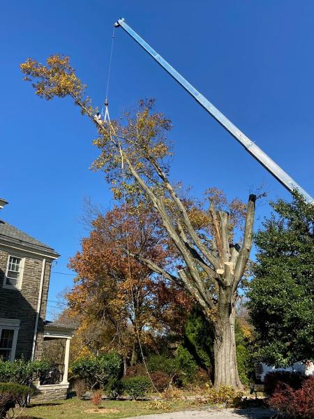 Mark Polsky Tree Service