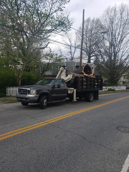 Mark Polsky Tree Service