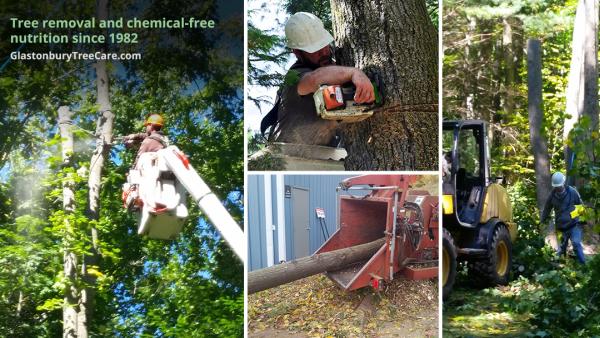 Glastonbury Tree Service