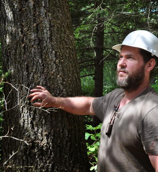 Glastonbury Tree Service
