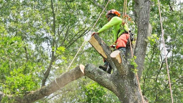 Top Climber Tree Service