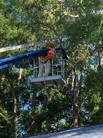 Ian's Tree Service