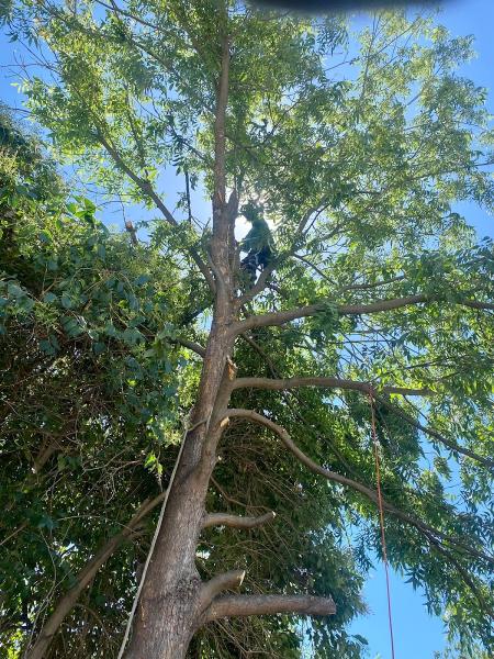 The Bush Cutters LLP