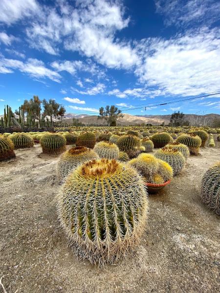 Sunland Cactus Nursery & Landscape