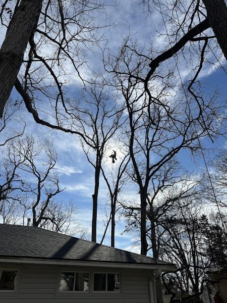 Tree Smith Ann Arbor LLC