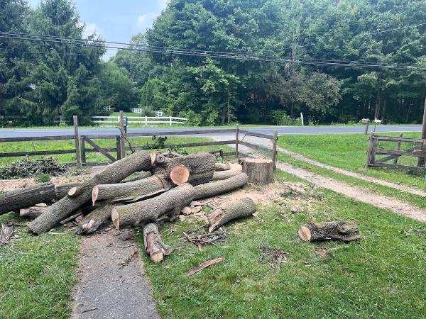 Tree Smith Ann Arbor LLC