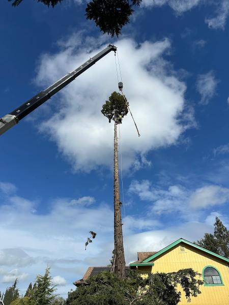 Setare Trees Inc