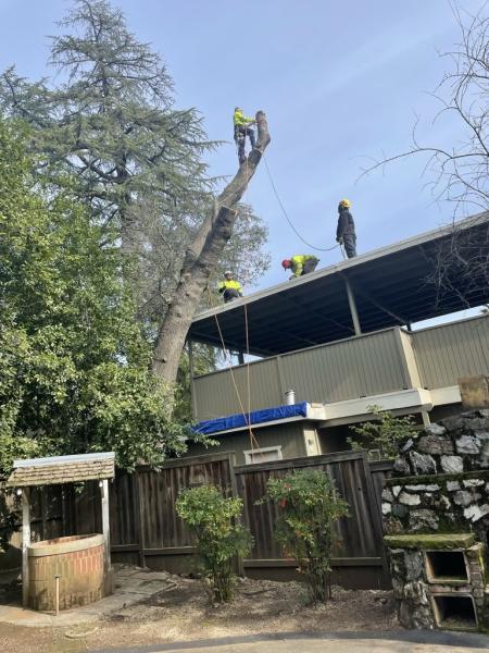 Setare Trees Inc