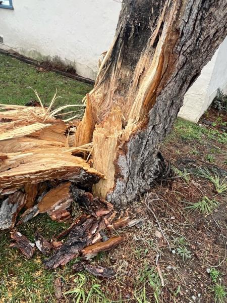 Setare Trees Inc