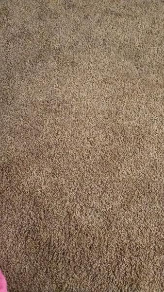 Happy Bear Carpet Cleaning