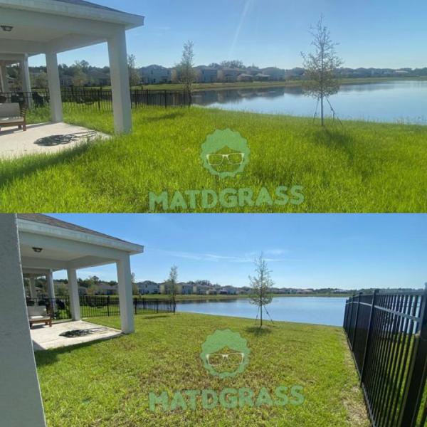 Matdgrass