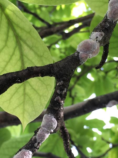 M&M Tree Care