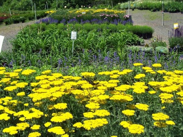 Rave Landscaping & Plant Center
